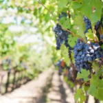 Le regioni del vino